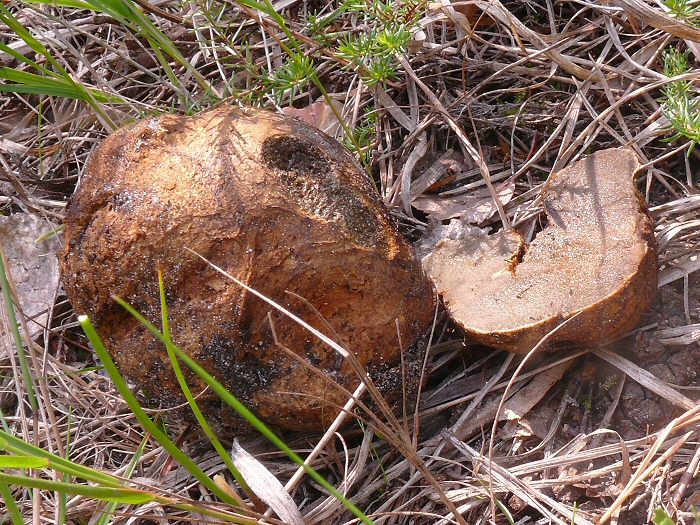 P1080041 RhizopogonLuteolus crp